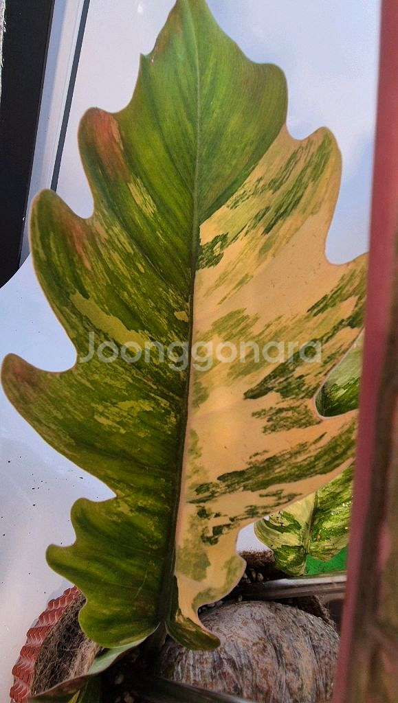 필로덴드론 카라멜마블 바리에가타--2