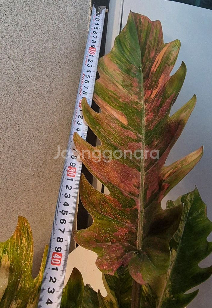 필로덴드론 카라멜마블 바리에가타--5