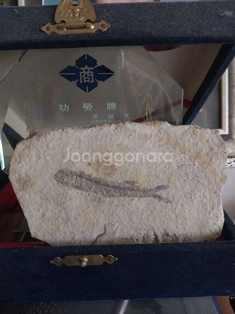 백악기 (고대) 물고기 화석 팝니다.--0