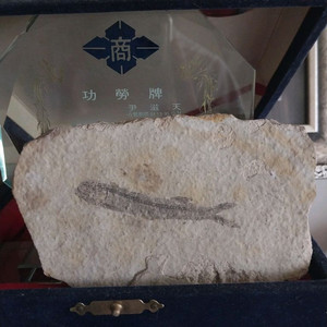 백악기 (고대) 물고기 화석 팝니다.