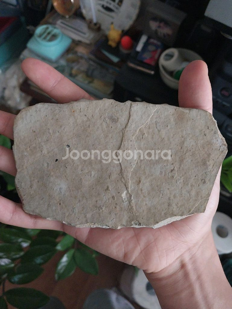 백악기 (고대) 물고기 화석 팝니다.--1