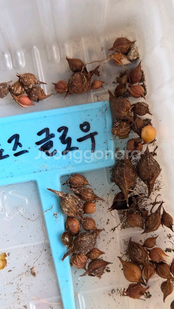 사랑초구근 세트--0