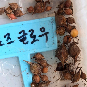 사랑초구근 세트