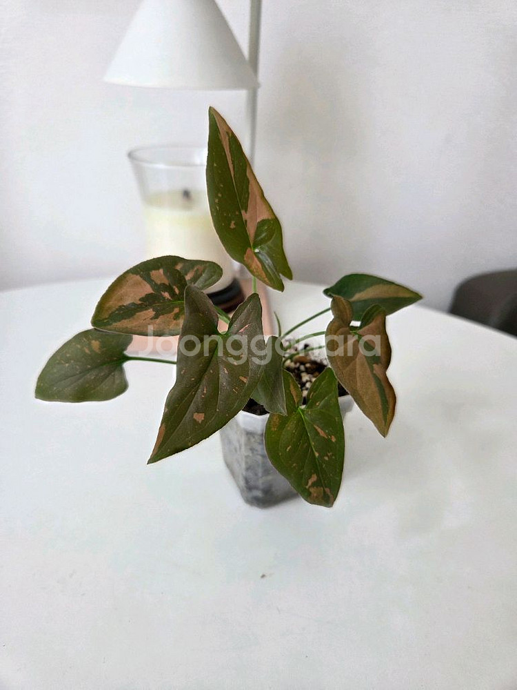 싱고니움 레드스팟--0