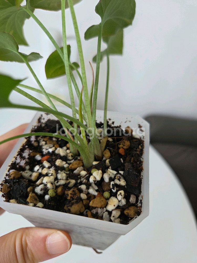 싱고니움 레드스팟--1