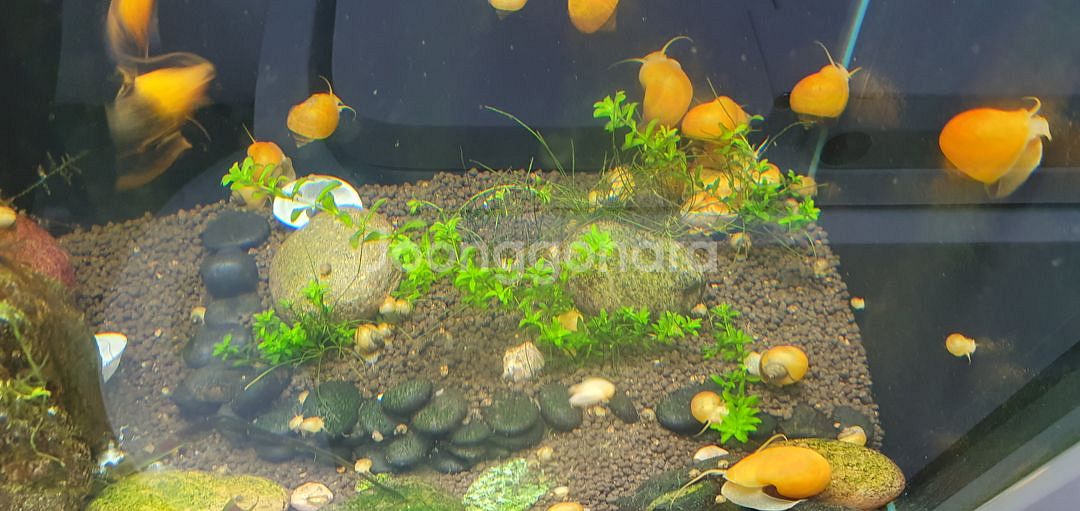 애플스네일 10마리--0