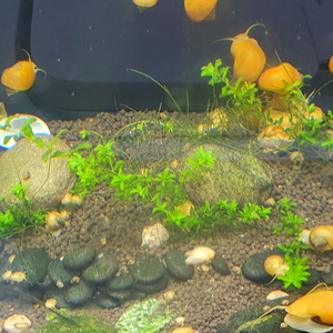 애플스네일 10마리