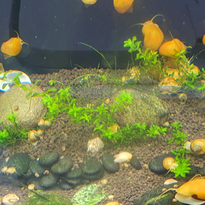 애플스네일 10마리