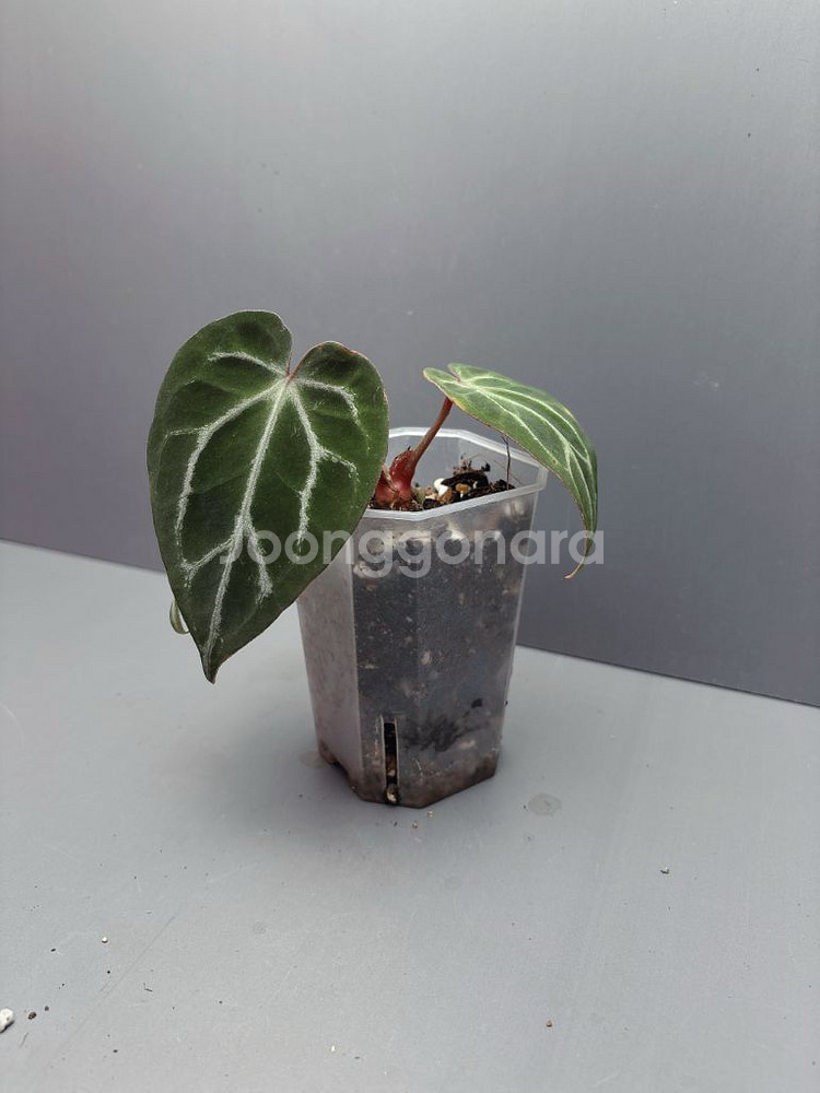 안스리움 빅풋--1