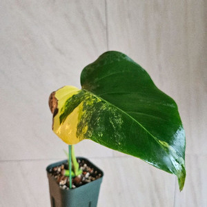 옐로우몬스테라 (순화완료)
