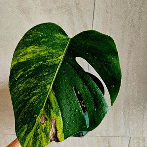 옐로우몬스테라 2 (순화완료)