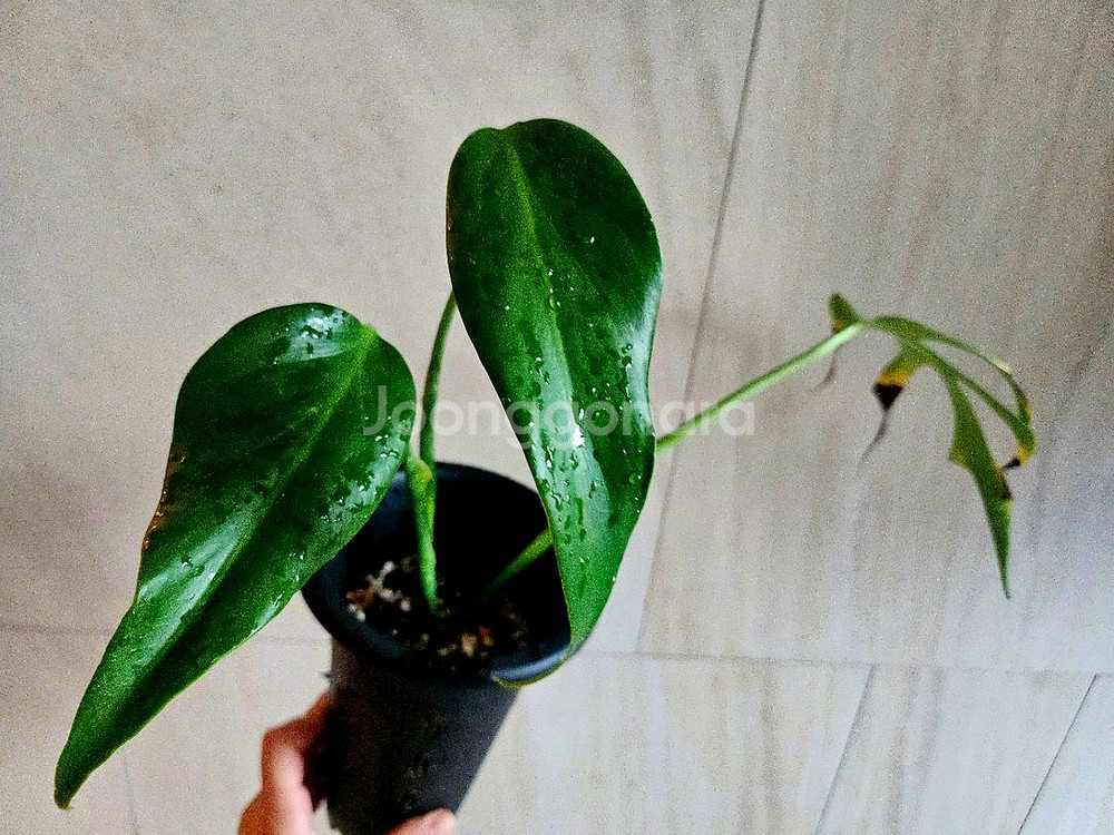 몬스테라 딜라체레타 (버럴막스프레임)--0