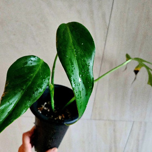 몬스테라 딜라체레타 (버럴막스프레임)