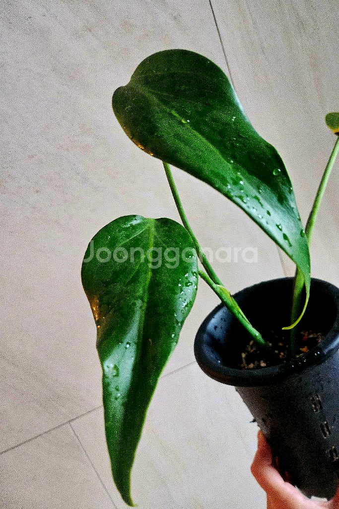 몬스테라 딜라체레타 (버럴막스프레임)--1