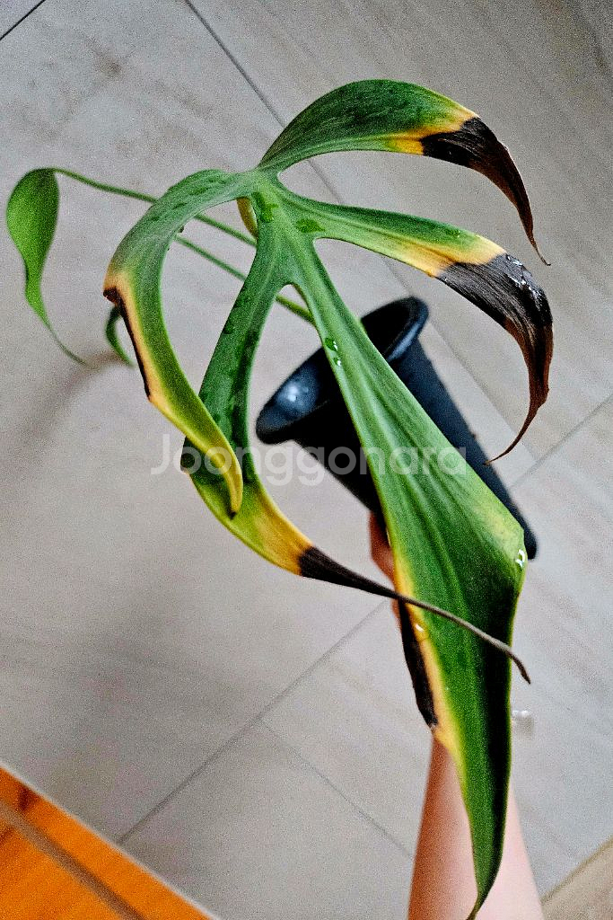 몬스테라 딜라체레타 (버럴막스프레임)--2