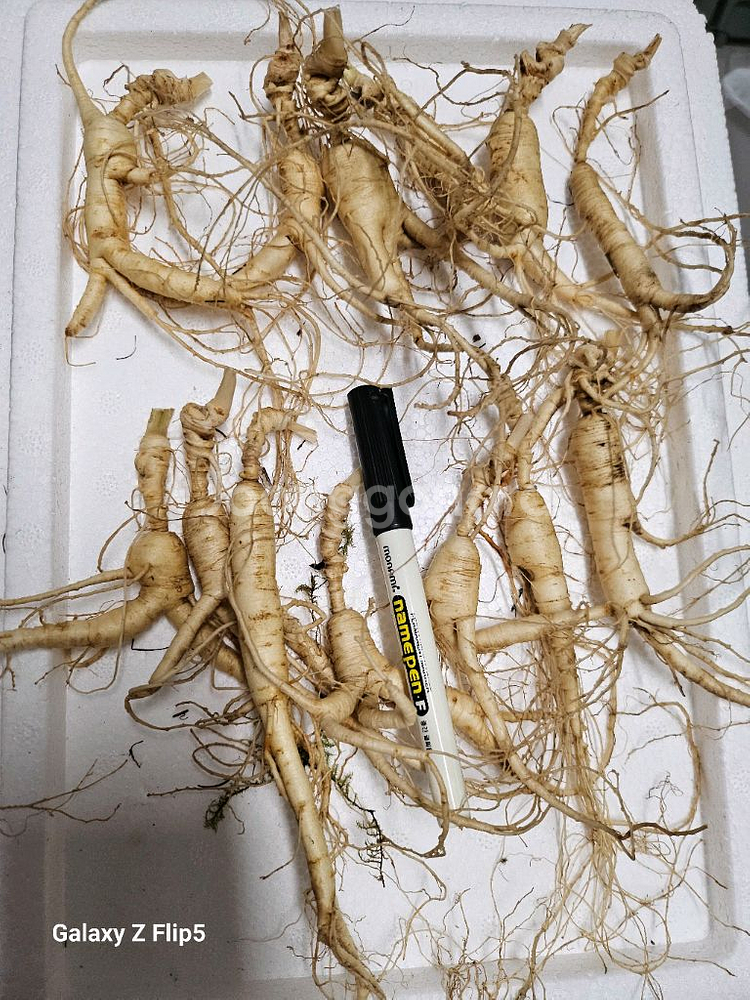 백두산 18년근 장뇌삼--0
