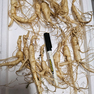 백두산 18년근 장뇌삼