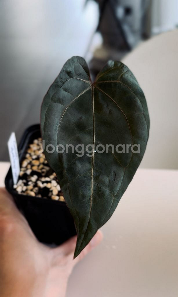 안스리움 에오스 다크폼 x 파필퍼플 clone--1