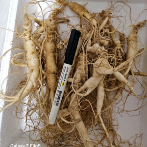 백두산 장뇌삼 20년산