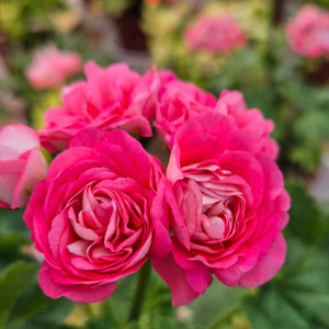 러시아제라늄 심산호구슬