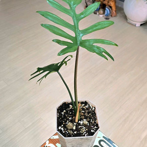 필로덴드론 마요이