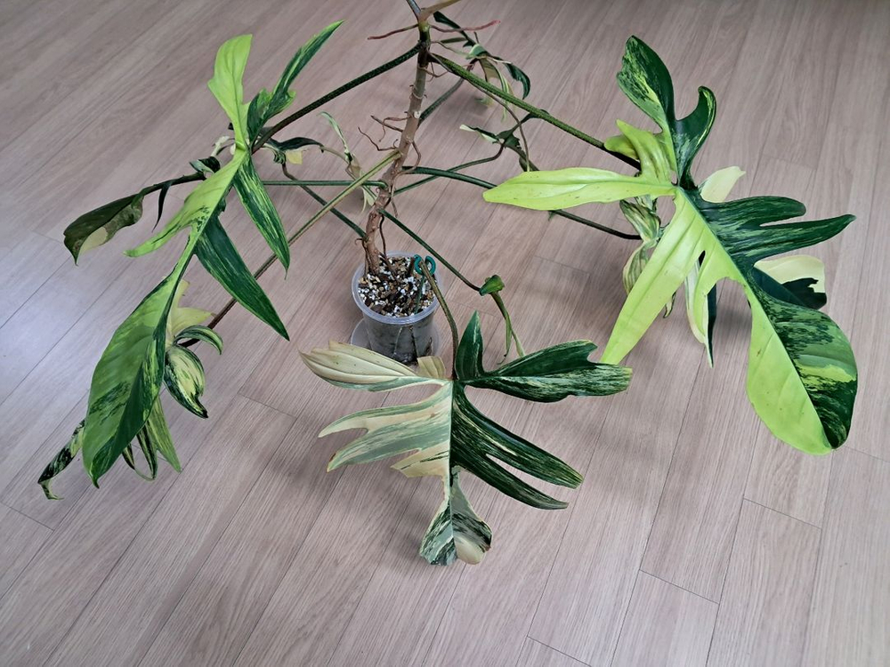 필로덴드론 플로리다뷰티 바리에가타 이미지