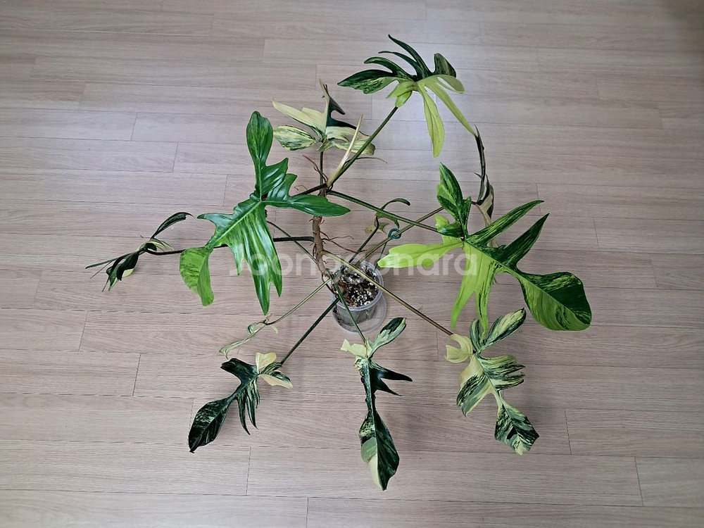 필로덴드론 플로리다뷰티 바리에가타--0