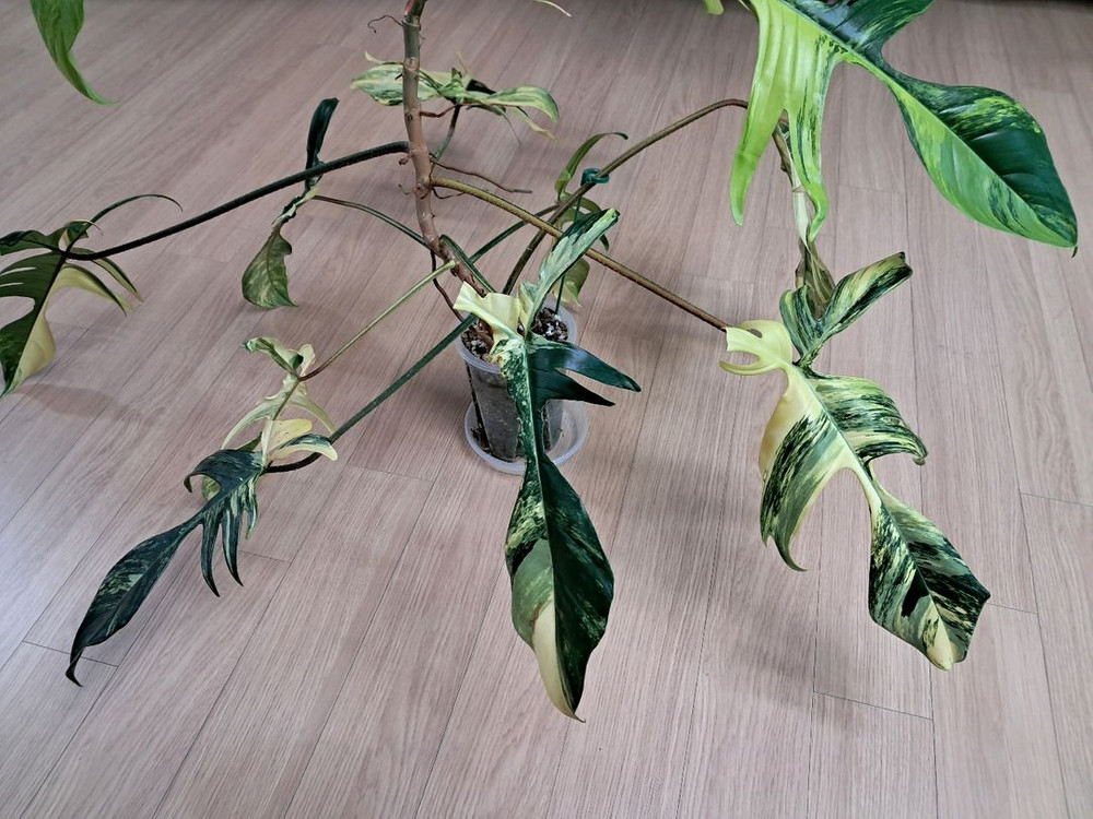 필로덴드론 플로리다뷰티 바리에가타 이미지