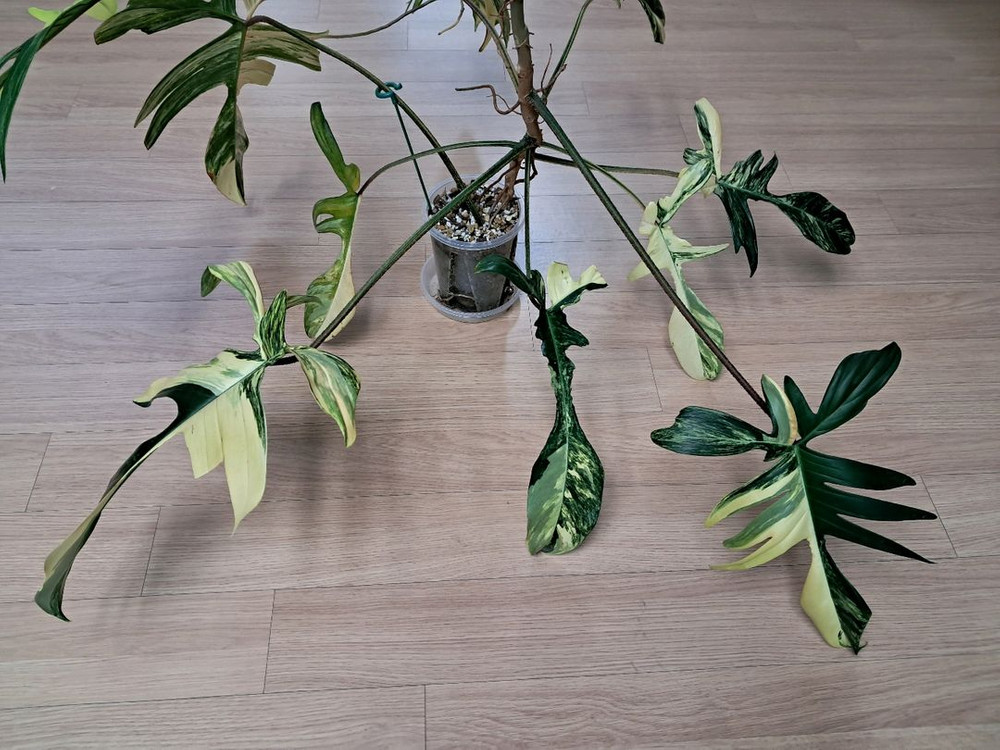 필로덴드론 플로리다뷰티 바리에가타 이미지