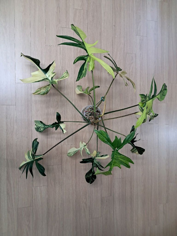 필로덴드론 플로리다뷰티 바리에가타 이미지