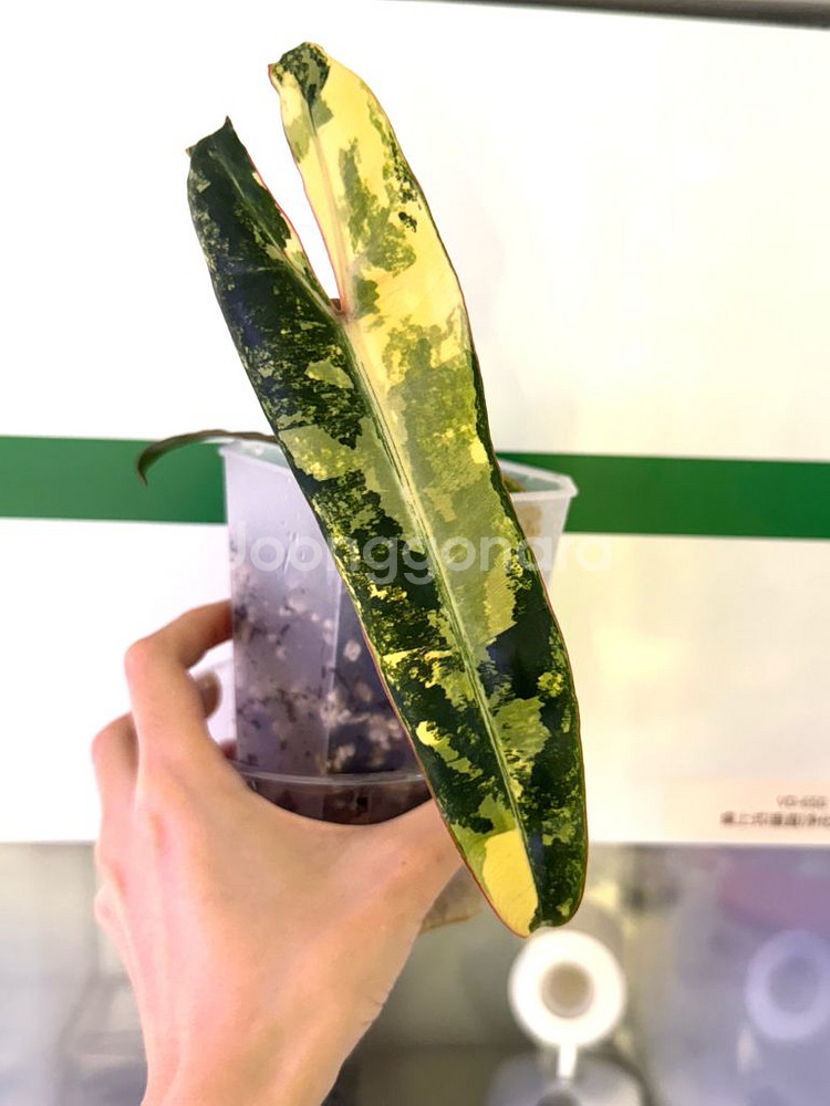 빌리에티에 바리에가타 무늬천재 (순화 완료)--0