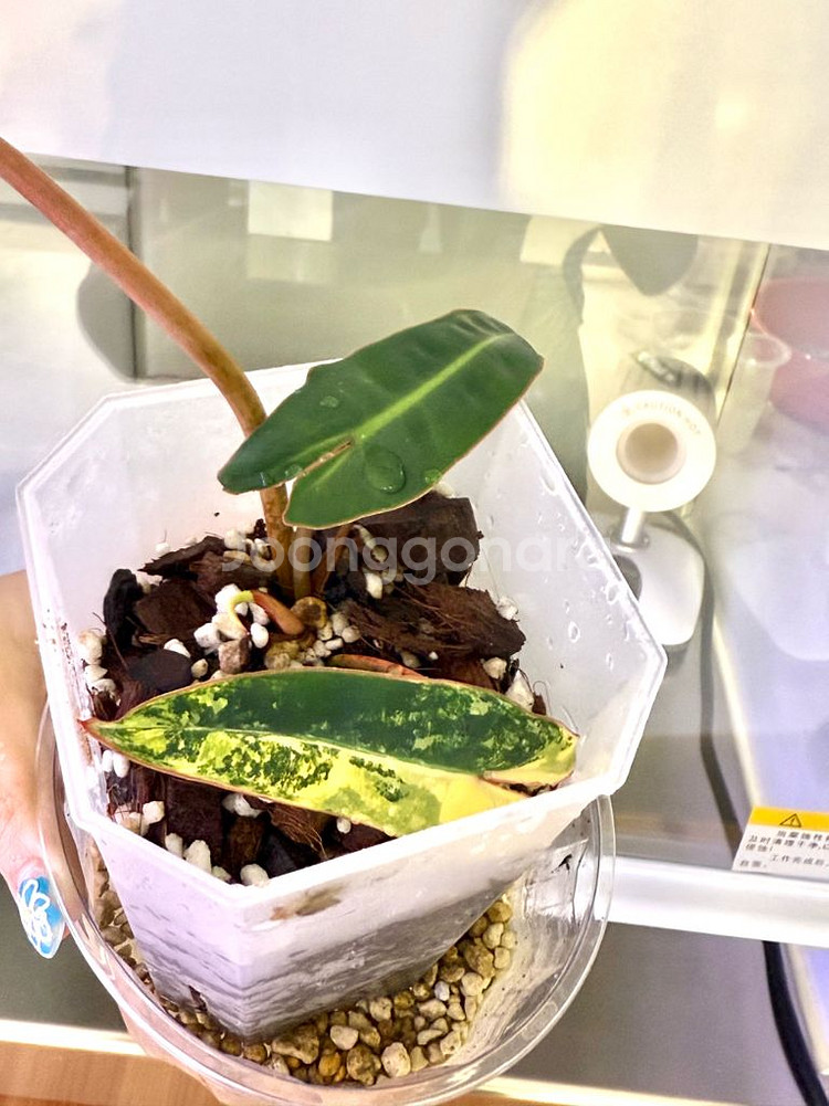 빌리에티에 바리에가타 무늬천재 (순화 완료)--1