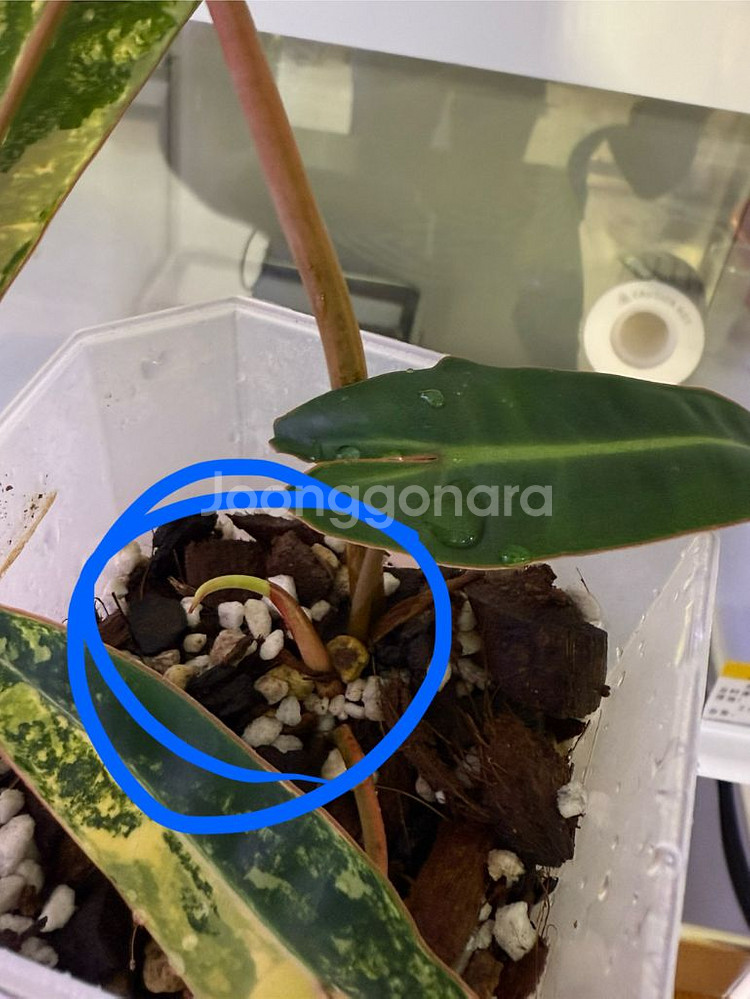빌리에티에 바리에가타 무늬천재 (순화 완료)--2