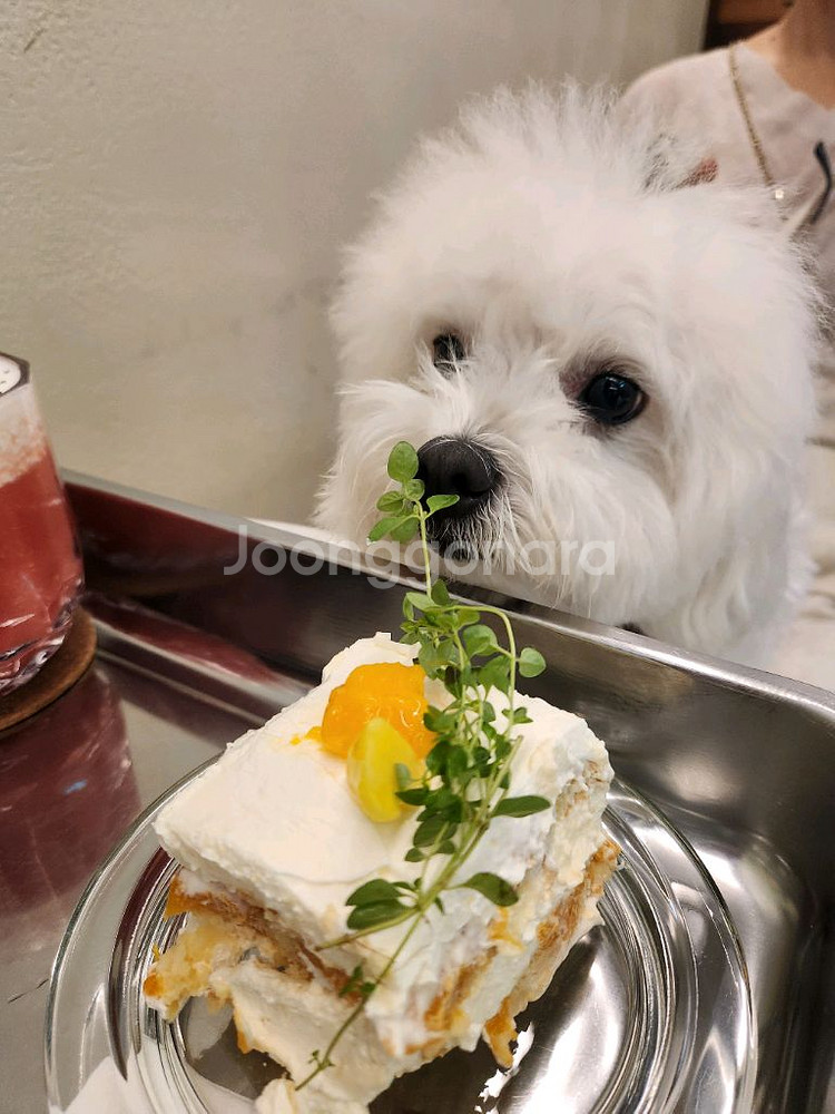 강아지 배식용 고급 철판--0