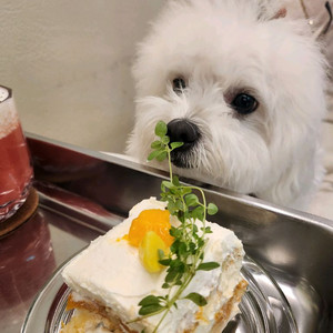 강아지 배식용 고급 철판