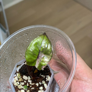 알로카시아 세렌디피티<안스.호야x>