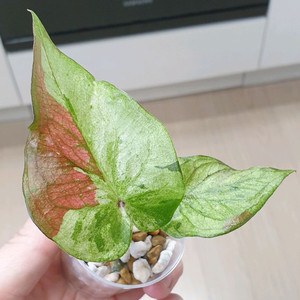 칼라디움 sp 바리에가타