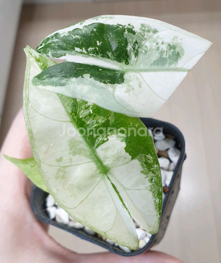 알로카시아 핑크드래곤 화이트 알보 바리에가타--1