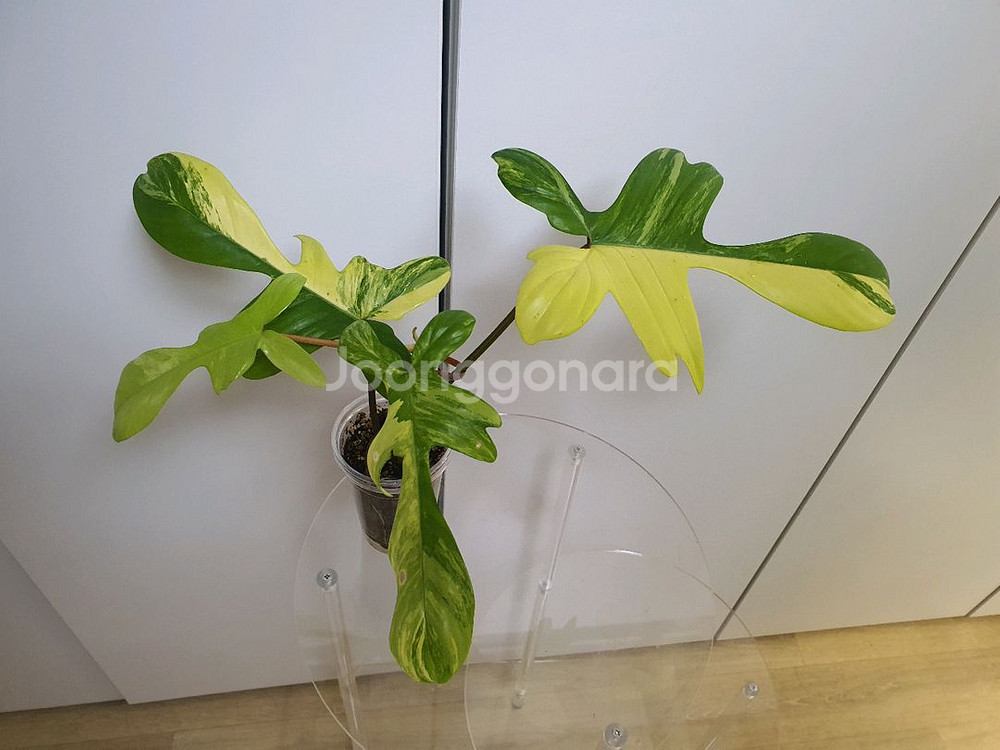 필로덴드론 플로리다뷰티 바리에가타--2