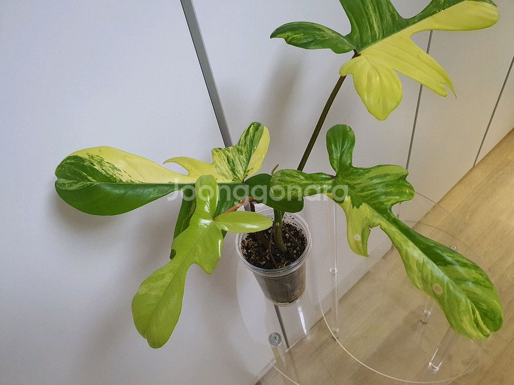 필로덴드론 플로리다뷰티 바리에가타--0