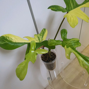 필로덴드론 플로리다뷰티 바리에가타