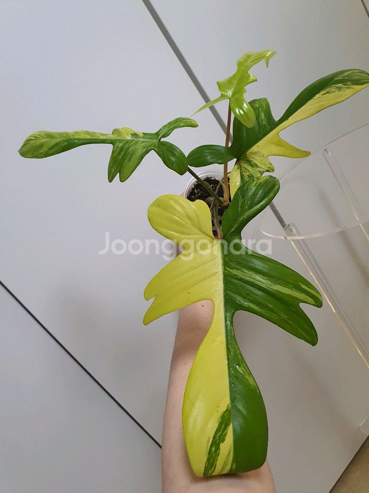 필로덴드론 플로리다뷰티 바리에가타--1