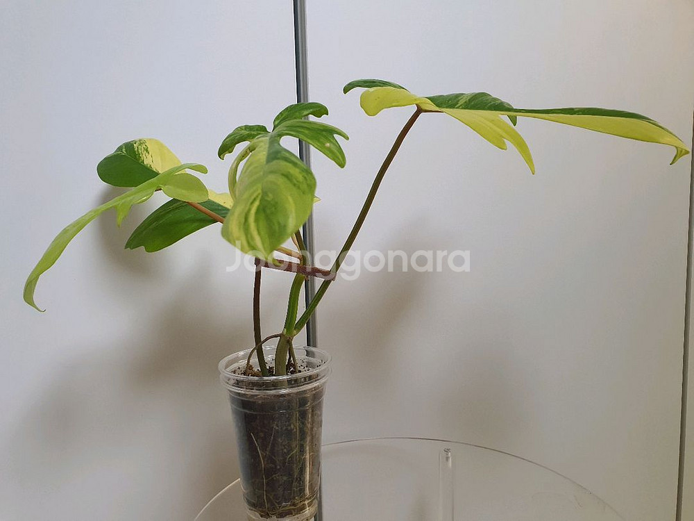 필로덴드론 플로리다뷰티 바리에가타--4