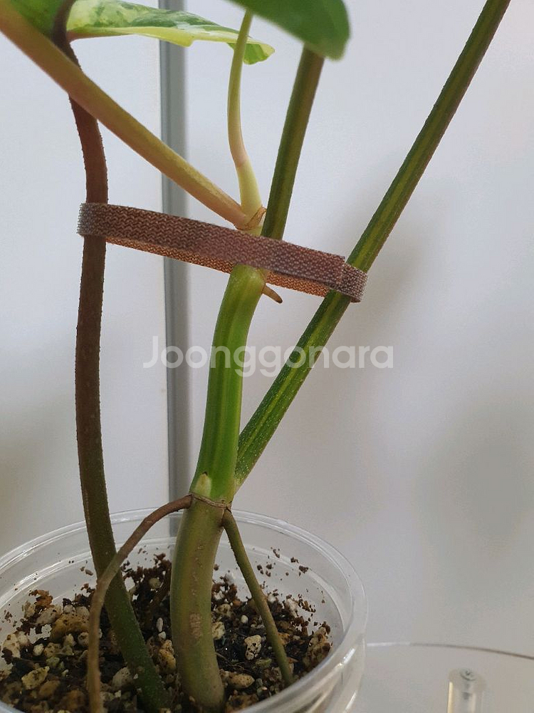 필로덴드론 플로리다뷰티 바리에가타--3