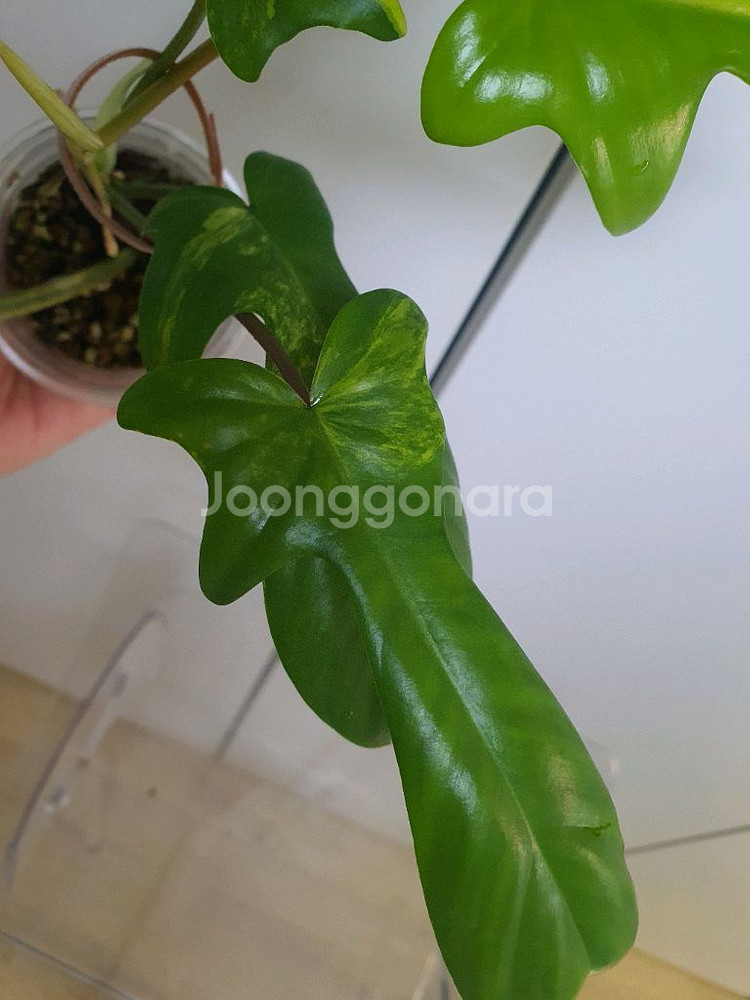 필로덴드론 플로리다뷰티 바리에가타--3