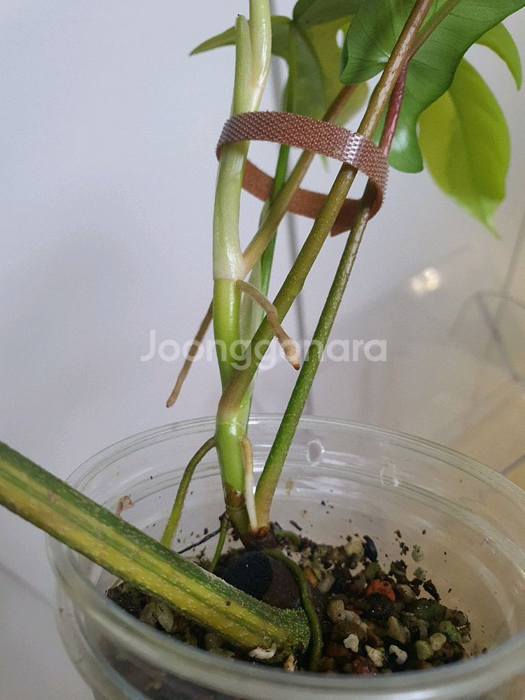 필로덴드론 플로리다뷰티 바리에가타--4