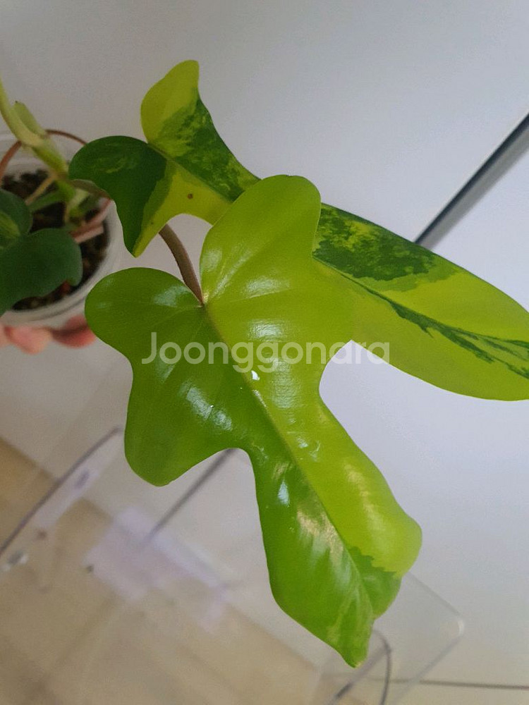 필로덴드론 플로리다뷰티 바리에가타--0