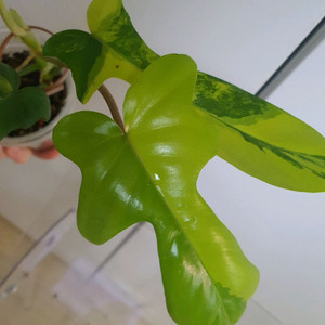 필로덴드론 플로리다뷰티 바리에가타