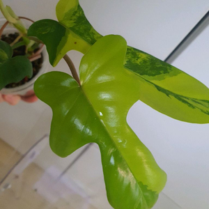 필로덴드론 플로리다뷰티 바리에가타