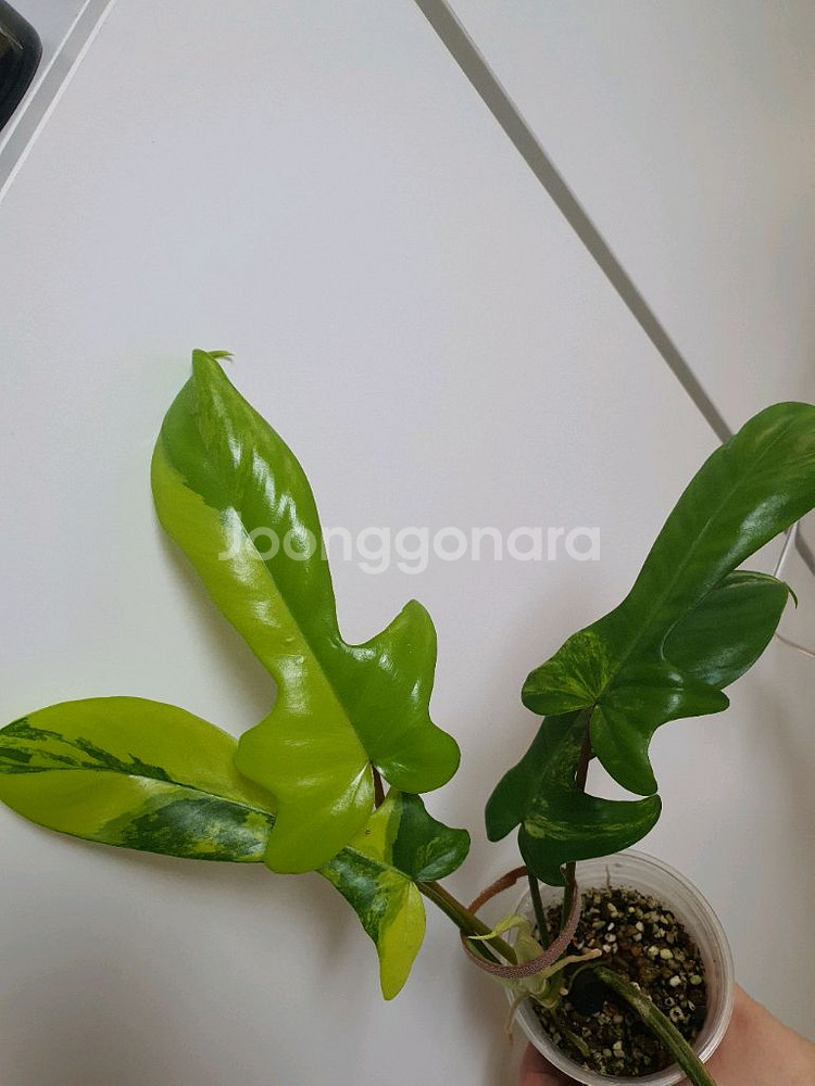 필로덴드론 플로리다뷰티 바리에가타--1